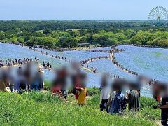 この広いスペースがネモフィラで覆われています。