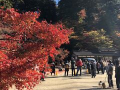 広場にはお猿さんがいます。