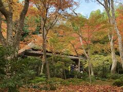 【祇王寺】
レンタルサイクルを返す時間まで　まだまだ時間があったので戻ることになりますが祇王寺に行きました。
こちらは苔の上に散ったモミジ（散りモミジ）の綺麗な所です。