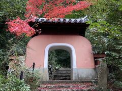 【石峰寺】
石峰寺は禅宗の中でも黄檗宗のお寺で建物に中国の影響が感じられます。
ここはは画家の伊藤若冲が下絵を描いた石仏が多数あるお寺として有名で、一度訪れたあと　気に入って何度も訪れている所です。この夏に訪問した時、石仏の周りに青紅葉が何本もあり、紅葉の頃来たら綺麗だなと思っていました。