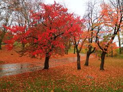 紅葉も終盤に近づいている常磐公園