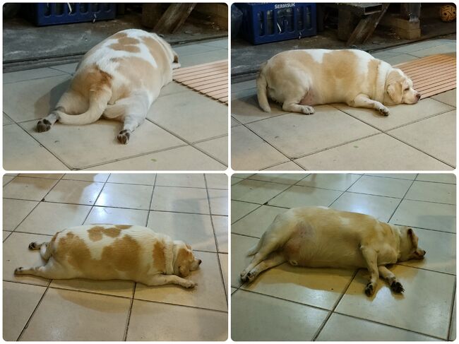 ところで、<br />前にはいなかったけど、<br /><br />チミー！<br /><br />ムー犬ですか？(ムーは豚のタイ語)(笑)<br />これからムー君と呼びます！