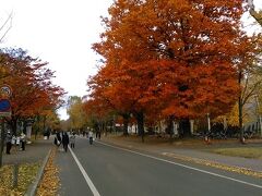 札幌駅から徒歩で北海道大学へ。もう葉が落ちかけ・・・と思いきや素敵な木々がたくさんあり散策を楽しみました。