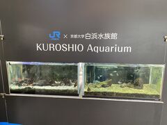 京大水族館には明日行こうかな。