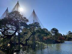 兼六園。雪吊りが始まりました。