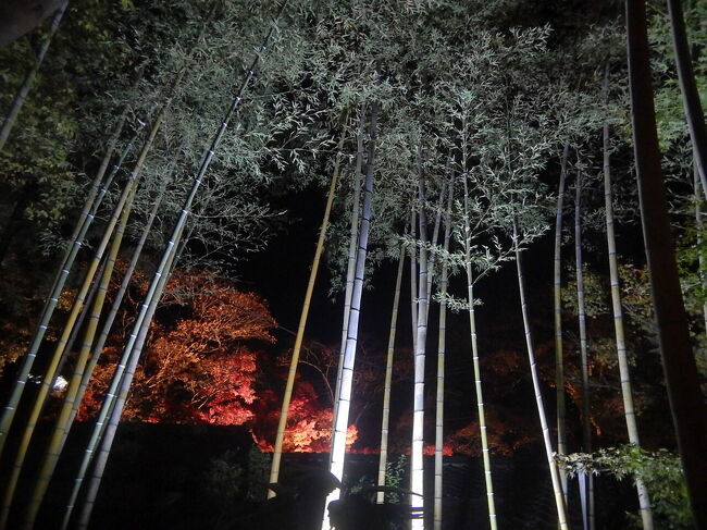 竹林の奥に紅葉。