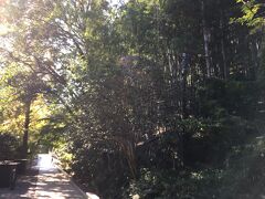 午後の木漏れ日が美しい