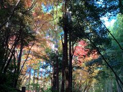 歩き進むと、左手に「大河内山荘庭園」へのアプローチがありました。
私たちは右手に進みます。

左は赤い紅葉、右は青々した竹林、見事なバランス。