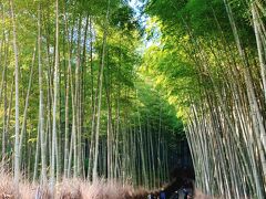 はい、急～に「竹林の小径」に移動。
（この時は、私たちと写真に写っている方たち以外、他に人はいませんでした。）

朝食後、烏丸御池駅から東西線・二条駅→JR二条駅で乗り換えたのち、JR嵯峨嵐山駅で下車。所要時間は徒歩２０分＆電車２０分の合計４０分です。

ふぅ、意外と遠かった・・・

