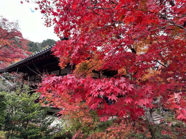 風景画「紅葉の常寂光寺Ⅱ」油彩画 F10 京都・嵯峨野 洒脱 張り