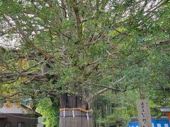 熊野速玉大社の梛の大樹
樹齢千年近いそうです。
解説によると熊野詣を果たした心の支えとしてこの葉をいただいて帰る習わしがあったそうです