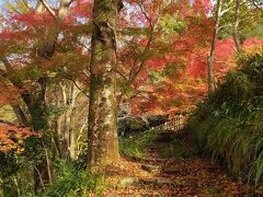 ケーブルカーの乗り場の右側に八瀬もみじの小径がある。
天気も良くなった事もあり紅葉の森と言う感じで180℃紅葉に囲まれていて美しかった。
