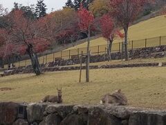 若草山
上まで登ると奈良市内が見える様だけど体力ぎれ