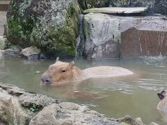 次は　大室山のふもとにある
伊豆シャボテン公園に　行きます
この時期は
カピバラが　温泉に浸かってるのが見れます