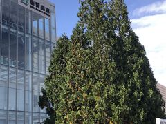 新青森駅の外に出ると、駅前には大きなヒバの木。