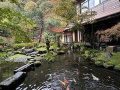 夫が貰っていた鯉のエサを、ここで使うつもりで残していたんです。昨日はあんなに優雅に泳いでいた鯉さん達が、すごいスピードで集まってきました！