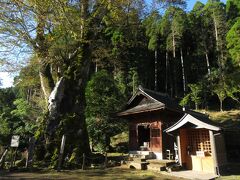 竹の熊天満宮神社（菅原神社）の境内にある、竹の熊の大ケヤキ。根元の周囲17m、幹囲約13メートル、樹高35mあり、樹齢は1000年を超すといわれている。西日本では最大のケヤキであり、全国でも5番目の大きさ。