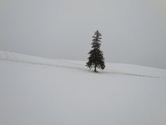 　今回、来たかった場所の一つがここ。美馬牛にある「クリスマスツリーの木」です。
　毎日のようにこの木を見て、職場に行きました。冬の雪原に、凛として立つ様が好きです。部活のトレーニングで、この木を折り返し地点にし、学校から走ったこともありました。