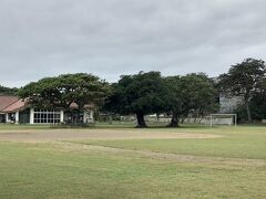 白保小学校のアコウ、ガジュマル、デイゴの３本の木が「島人ぬ宝さがし」スポット。
さすがに校内に立ち入る勇気がないので、校門から見学しました。
