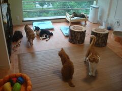 保護猫カフェCatio