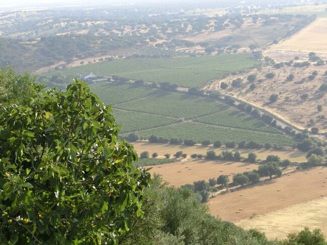 緑も結構あります。