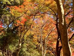 では嵐山公園の紅葉を見ながら竹林の小径へ向かいましょ。。