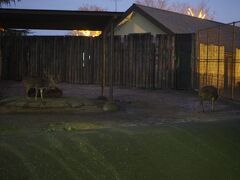 バスに戻り、最終目的地の東武動物公園へ
約1時間半かかりました

駐車場に着くと、多くのカラスがカーカー鳴いてました
近くに寝ぐらがあるのでしょうか？
するとローカル放送スピーカーから
「カラスと一緒に帰りましょ～」が流れてきました
狙っているかのようです

私たちは西門から入園し、約80分ほどの自由行動です
暗くなった園内は結構寂しげでした
目的のナイトイルミネーションを目指します