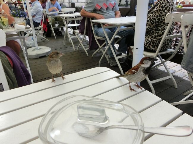 可愛いです(^^)<br /><br />鳥が苦手な人はツラいかも？