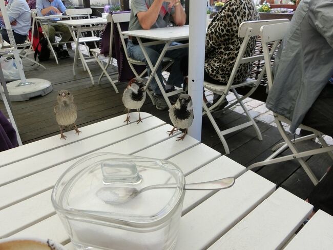 食べていると、テーブルに小鳥達が集まって来ました。<br />3羽も来て、全く人を警戒していません。<br /><br />人懐っこくてビックリ！！