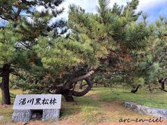 湯川黒松林