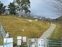 今度は「千葉県酪農のさと」のヤギさんのお山へ。

◇千葉県酪農のさと
https://www.e-makiba.jp/
