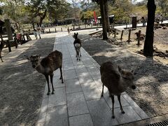 東大寺大仏殿でバスを降りる。
わあ。こんなに鹿がいるんだ。