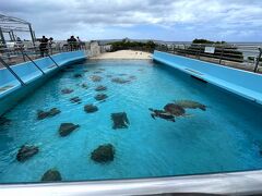 ウミガメ館に移動した辺りで雲行きがおかしくなってきました

最初岩もカメかと思って凄いいる―！って思ってました