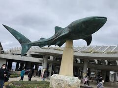 美ら海水族館まで行ってみようって思ったけど、遠かった～。ジンベイザメ