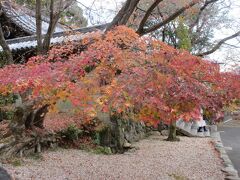 綺麗な紅葉