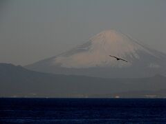 鳶と富士山