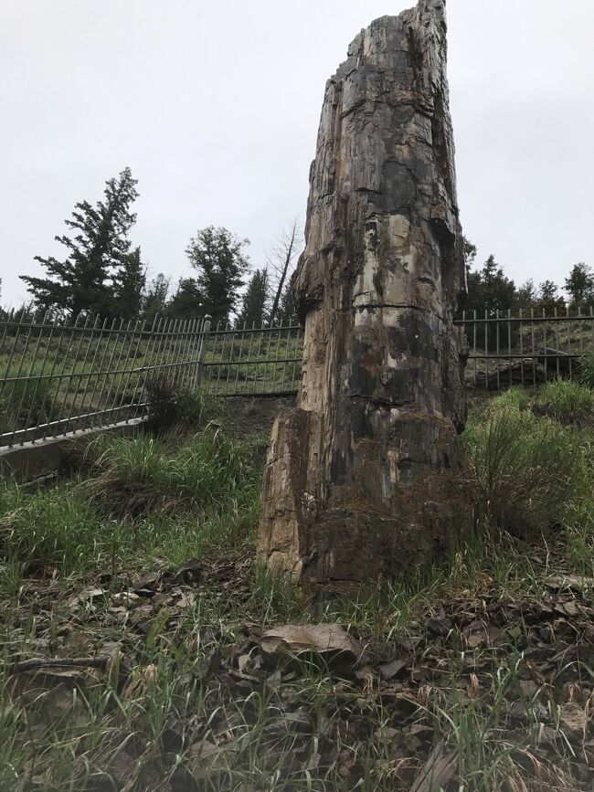 ワイオミング州 イエローストーン国立公園 ー 珪化木(木の化石 ワイオミング州 イエローストーン国立公園 ー 珪化木(木の化石
