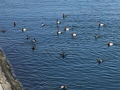 　紫川では、鴨がたくさん泳いでます。