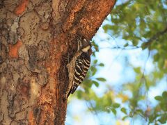 場所が変わって昭和記念公園で野鳥観察。

紅葉を中心に別の旅行記を書きましたが、いつも紅葉や花だけで充電がなくなり野鳥まで行きつかなかったので(笑)今回は紅葉撮影は控えめにしておきました。