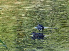 母と一緒に実家近くの北本自然観察公園で野鳥観察。

冬鳥のカモ達が来てました。多分コガモです（案内によると）。