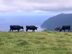 八丈富士七合目まで下山。少し歩くと、ふれあい牧場があります。