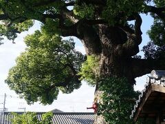 ●法楽寺＠JR/南田辺駅界隈

このクスノキは、樹齢800年とも言われています。
とってもとっても立派なクスノキです。
大阪府指定の天然記念物です。
ちなみに三重塔よりも背が高いです。