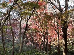 この辺りが獅子舞のようです。後でコースを確認したら瑞泉寺脇から登ったので途中獅子舞へ降りることになったみたいです。この後又登り返して天園方面へ行きます。