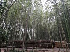 京都の竹林です。

冬は静かでよい。