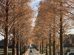 滋賀のメタセコイア並木
いっぱい撮った中の一枚です。
車が通らない時に道の真ん中で撮りました。