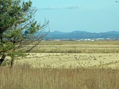 刈入れの終わった田んぼは渡り鳥の休憩場所になっています。