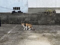 教会を後にして集落を歩くと三毛猫