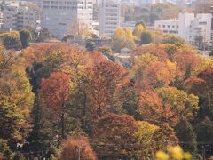 雑司ヶ谷霊園の紅葉を眺望