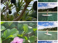 渡嘉敷島の植物とSUP

スーイスイ
と行きたいところですが、風で流される
波もあるので海岸から100m位の所で楽しみます
小さなサメを見る事が出来ました（≧∇≦）ｻﾒｻﾒｻﾒ

皆さんウエットスーツきてマリンスポーツしてますが
私は大丈夫（笑）体が北国仕様なので暑いです！

お兄ちゃんが撮影してくれた(^^)
私のこと、お母さーんって呼ぶw
