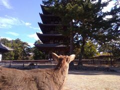 「興福寺五重塔」の周囲にはシカがいて絵になっていて外国人観光客もたくさん訪れていました。
